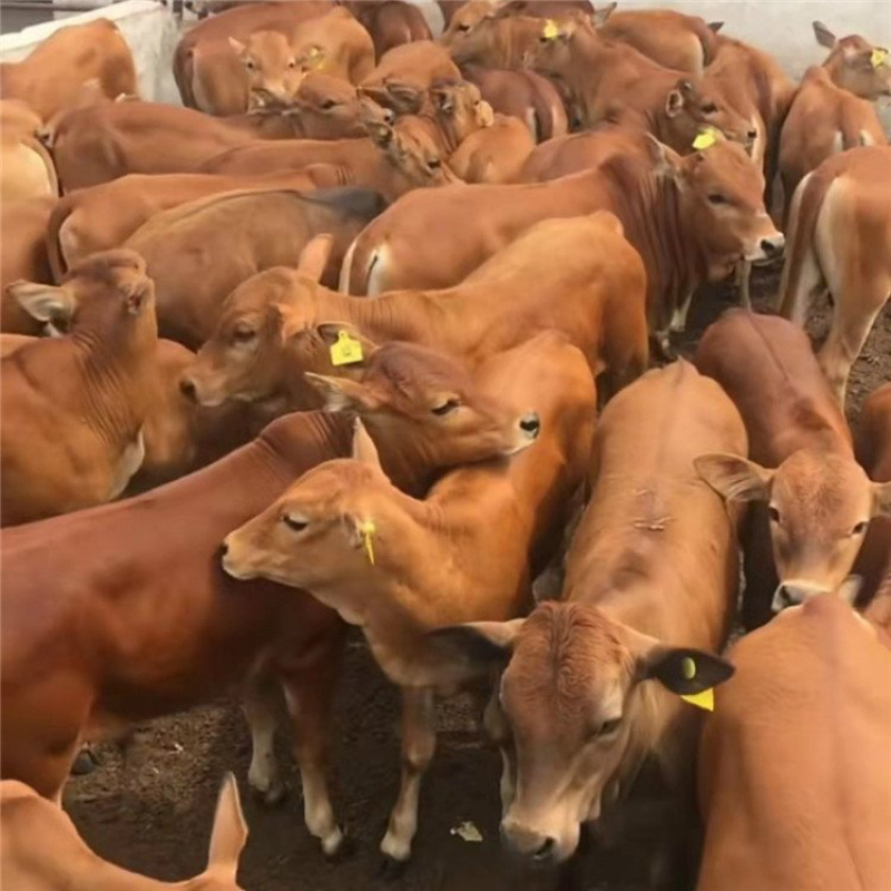 【热销】鲁西黄牛犊牛苗肉牛犊牛仔小黄牛小牛犊