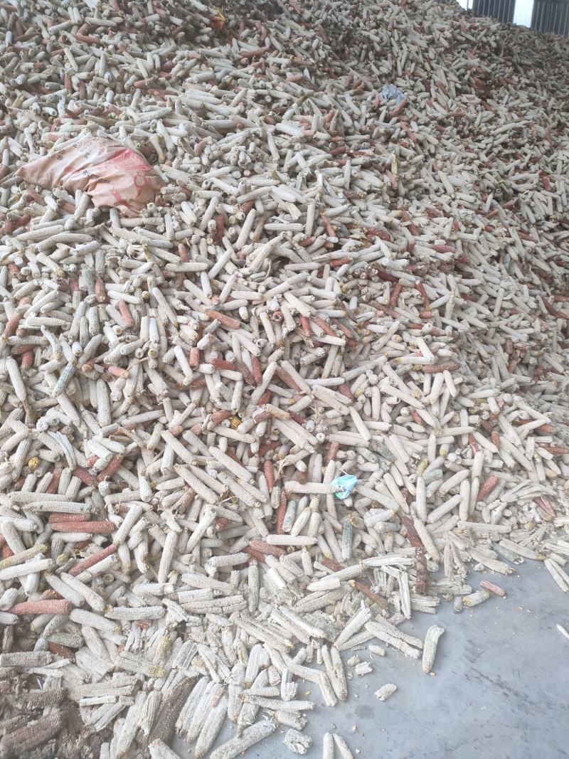 优质玉米芯货量充足质量保证欢迎咨询选购！！！