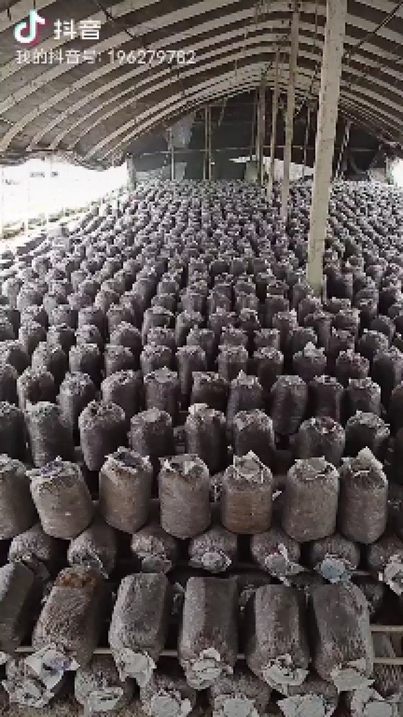 黑平菇平菇菌棒长期供应