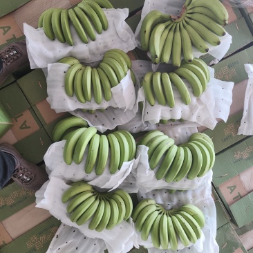老挝精品香蕉