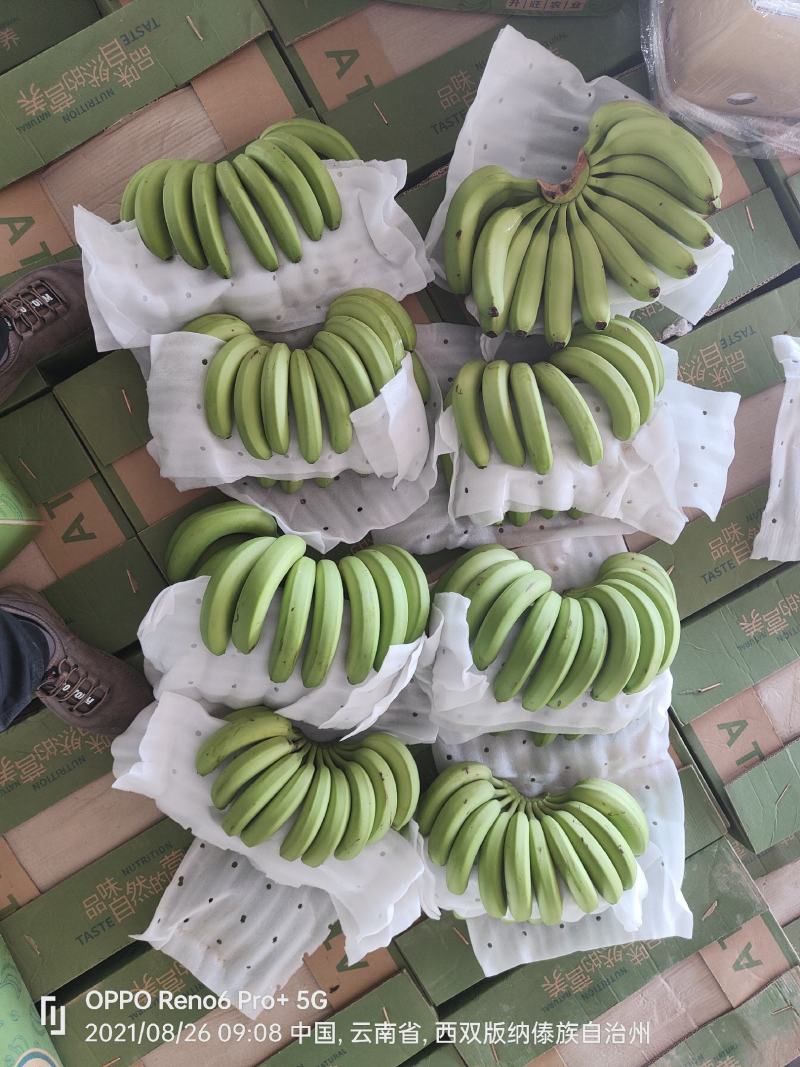 老挝精品香蕉