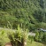 独脚金，黄花草，疳积草，本地野生货(干货)