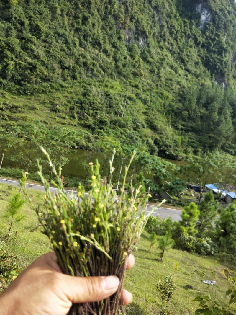 独脚金，黄花草，疳积草，本地野生货(干货)