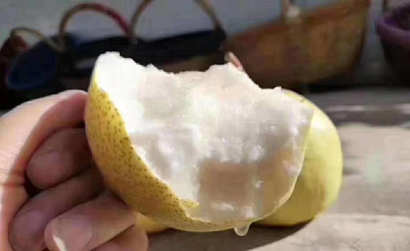 陕西礼泉砀山酥梨，皮薄多汁大量有货，产地直发支持线上交易