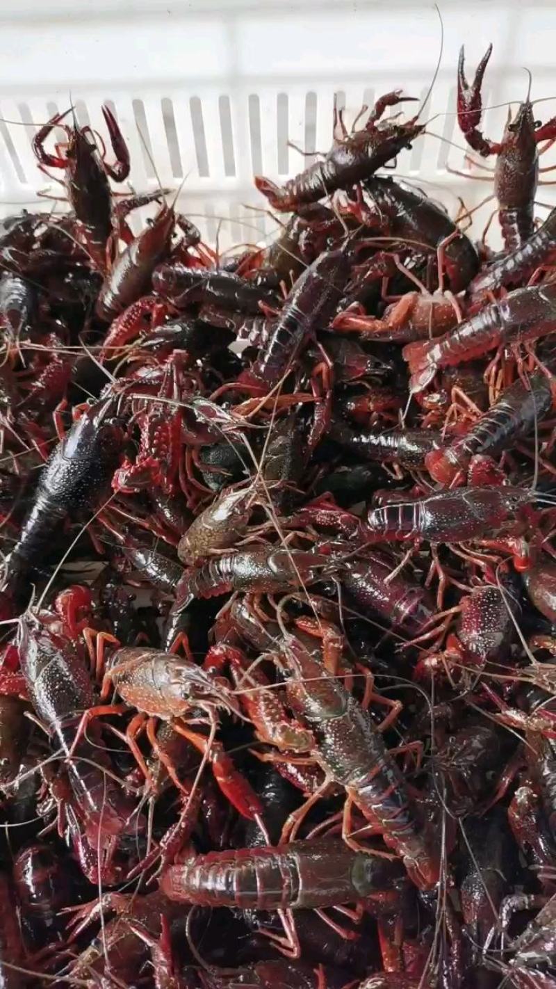 湖区小龙虾优质深水虾苗，种虾全程跟踪指导养殖技术全国配送