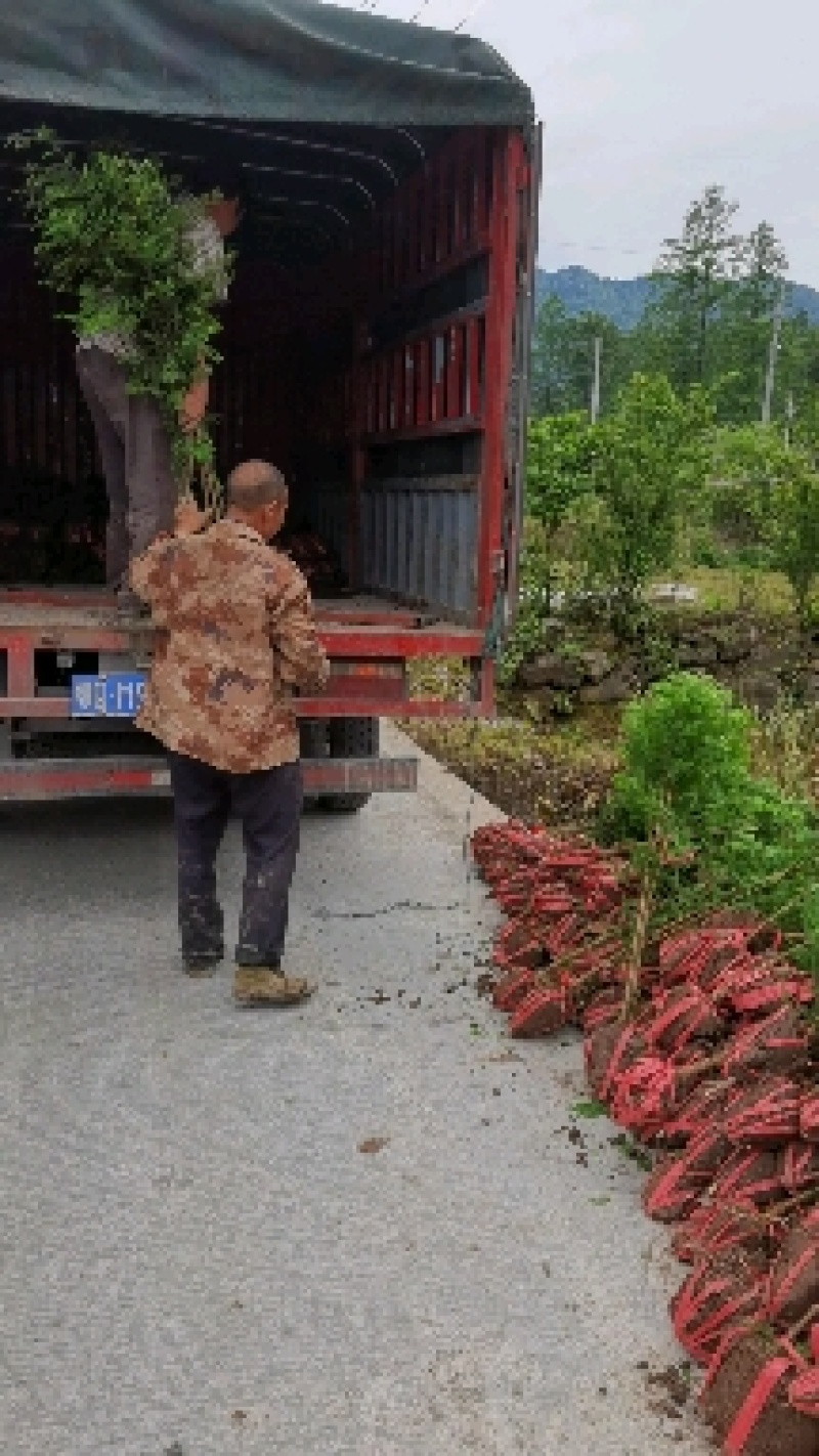 精品水杉苗杉树苗基地直供常年供应提供技术支持死苗包赔