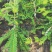 甜余甘苗，嫁接的，云落品种