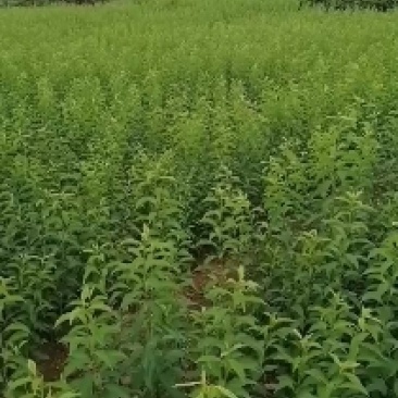 蜂糖李原生苗一年苗三年苗三年苗嫁接苗四月李苗原产地直发