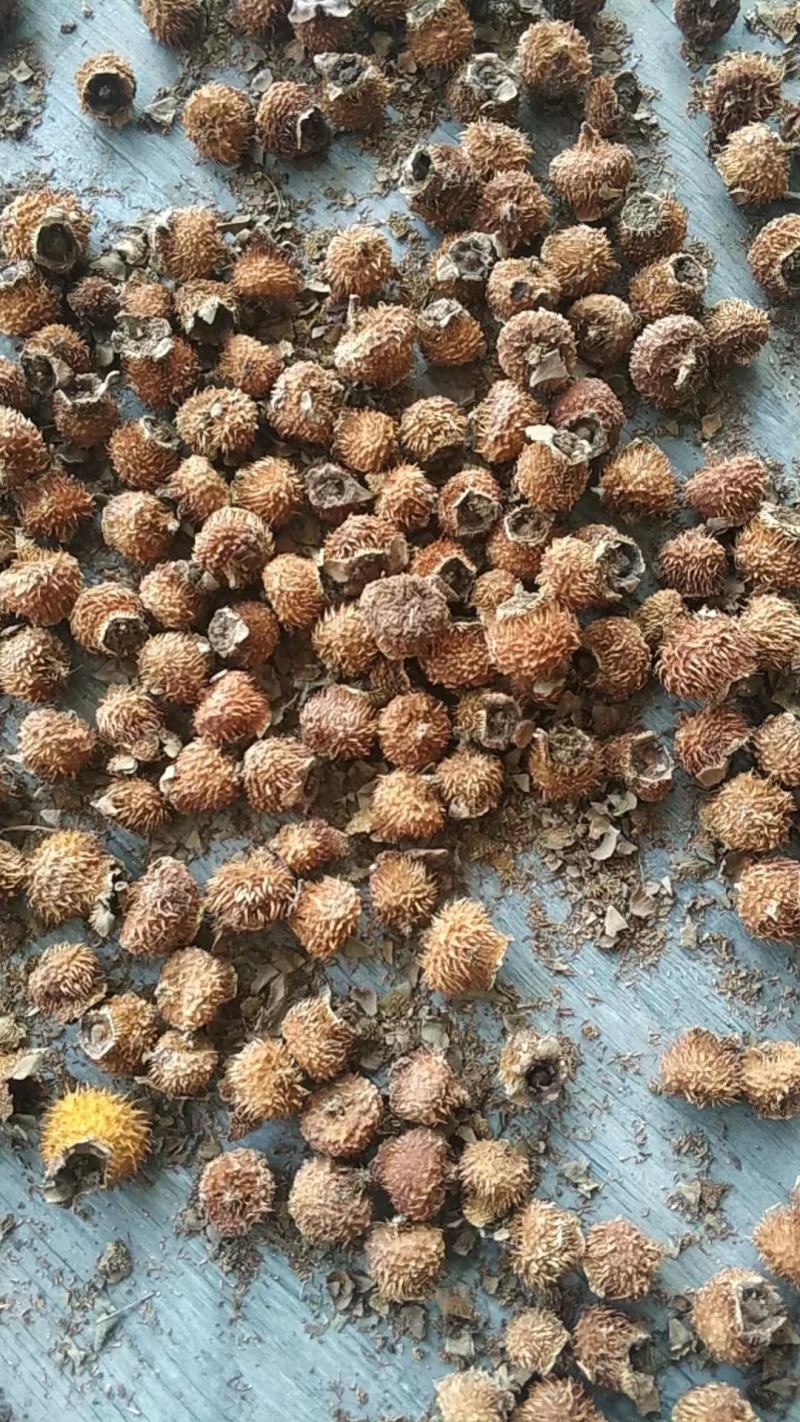 刺梨干果泡酒贵州特产