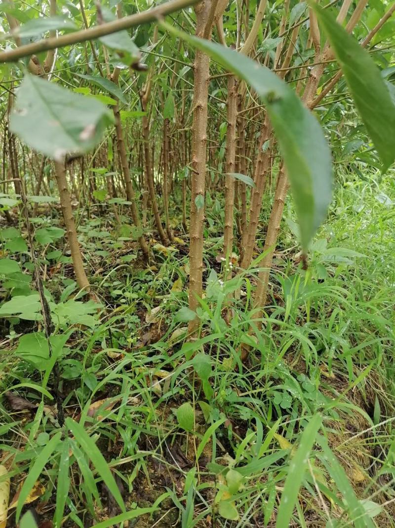 蜂糖李原生苗一年苗三年苗三年苗嫁接苗四月李苗原产地直发