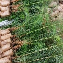 品质杉树苗品质保证欢迎选购技术支持