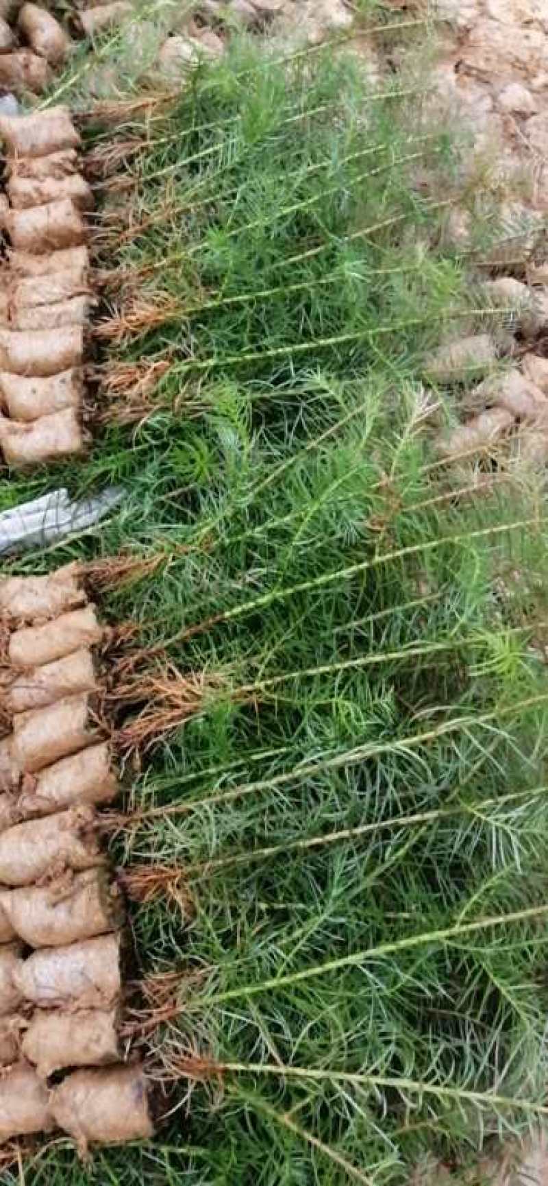 品质杉树苗品质保证欢迎选购技术支持