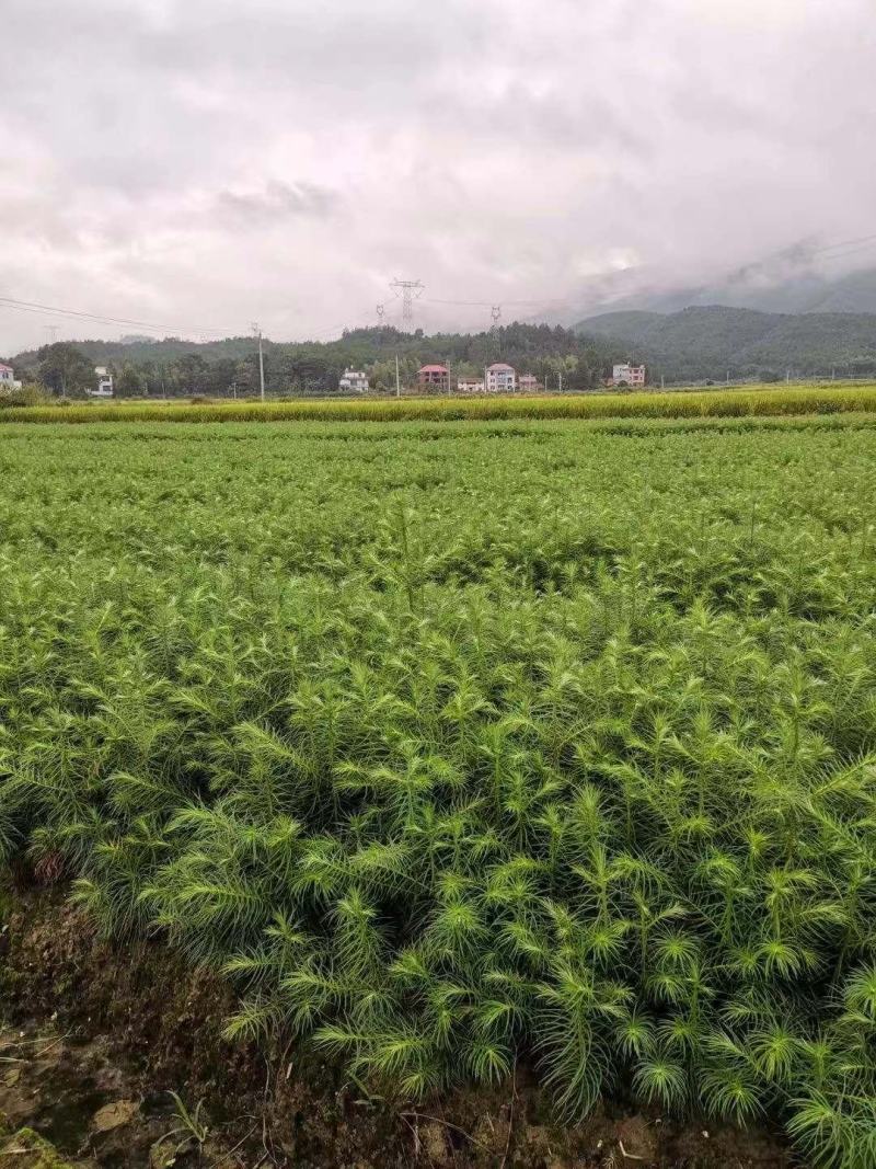 品质杉树苗品质保证欢迎选购技术支持