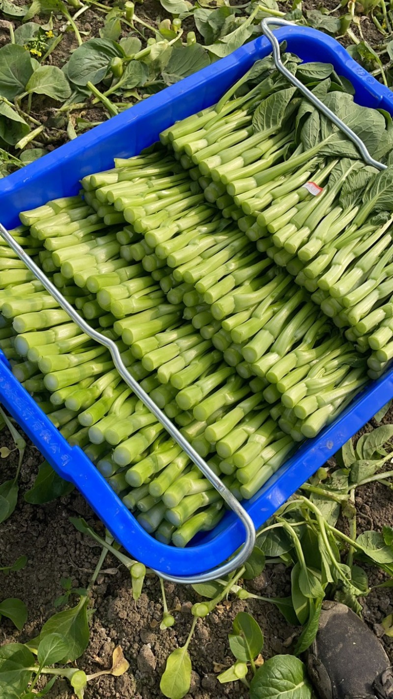 上海金山菜心，杭白菜，小青菜，芥蓝，一手货源，农户对接