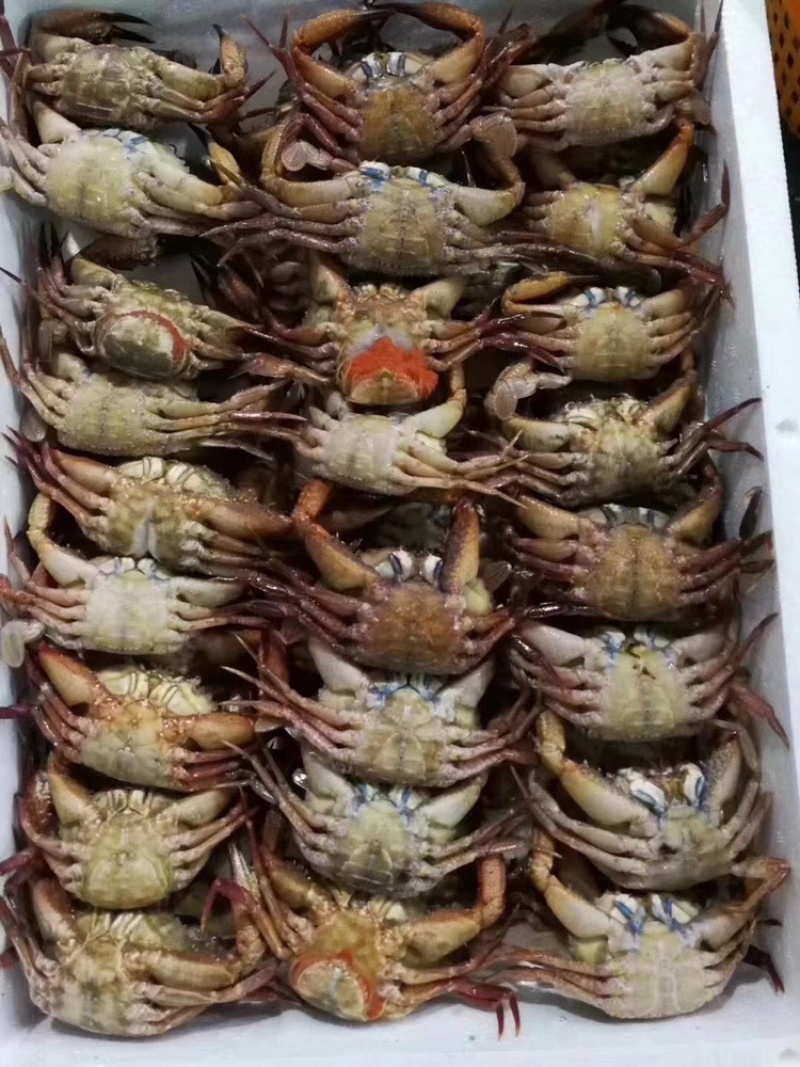 黑蟹