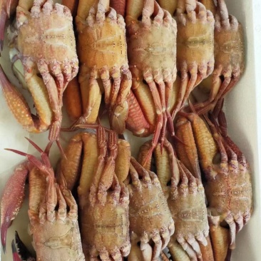 黑蟹