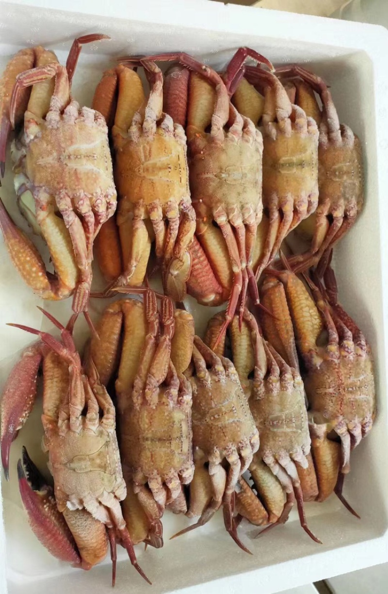 黑蟹