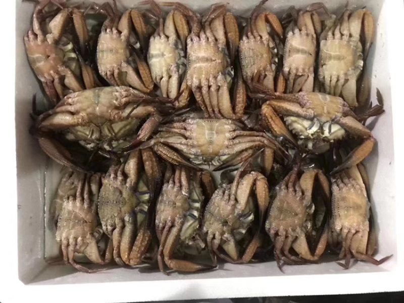 黑蟹