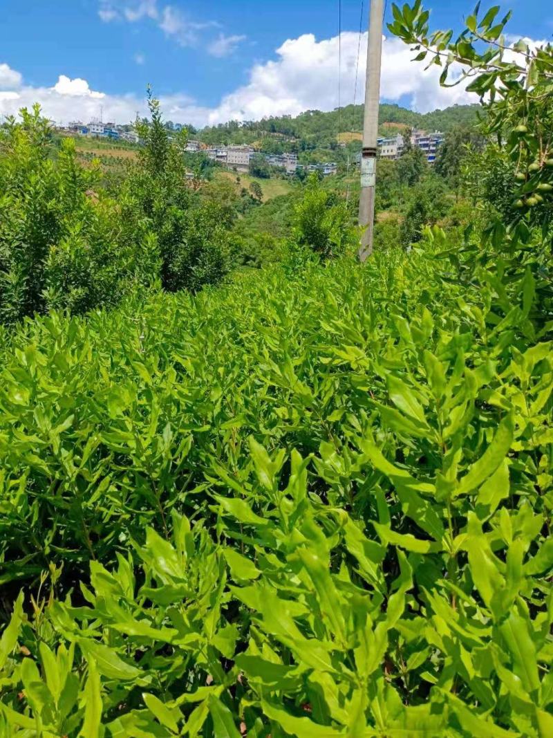 夏威夷果嫁接苗大量批发