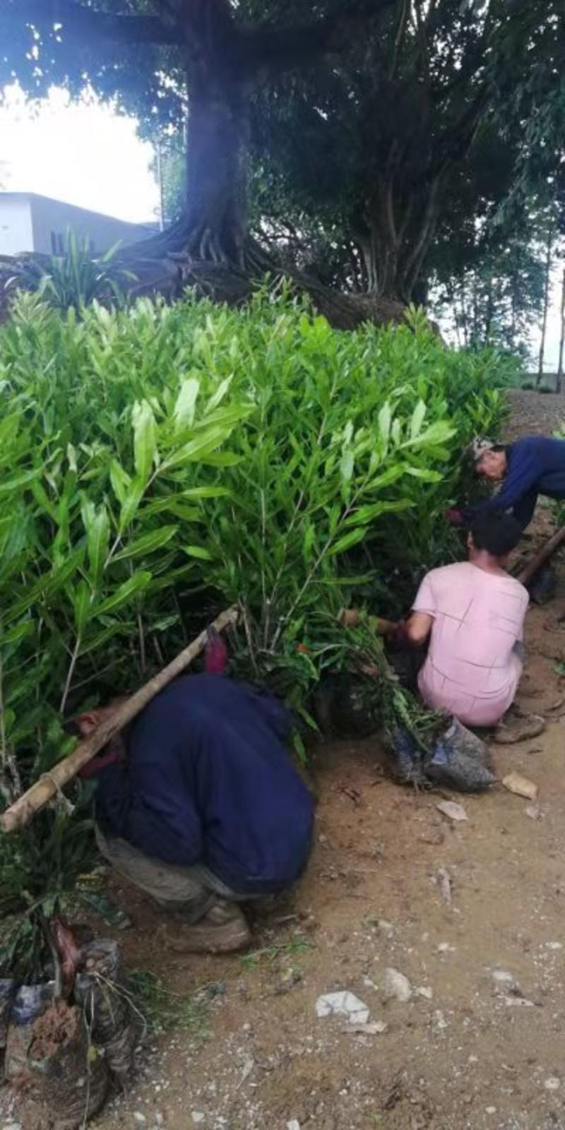 夏威夷果嫁接苗大量批发