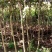 精品紫薇苗基地直供欢迎选购品质保证