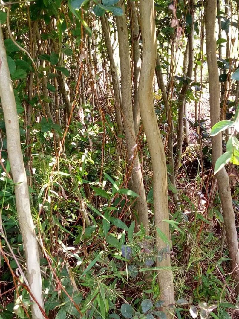 精品紫薇苗基地直供欢迎选购品质保证