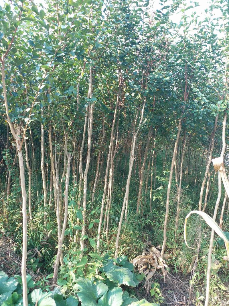 精品紫薇苗基地直供欢迎选购品质保证