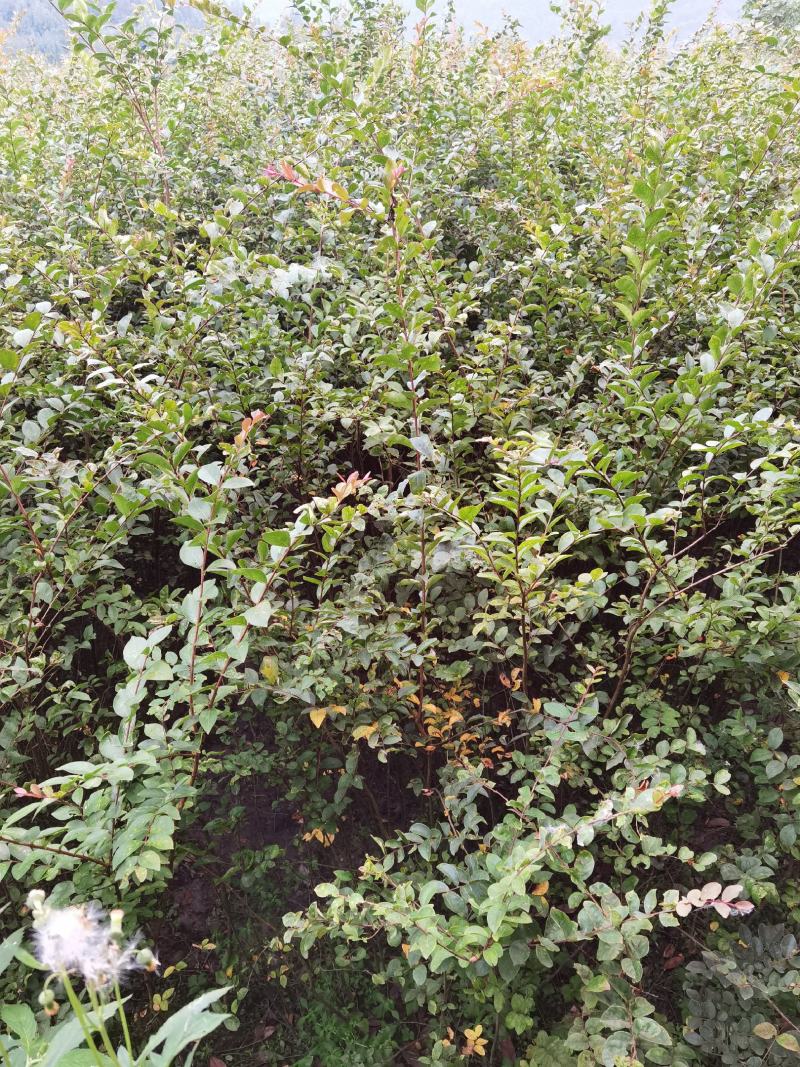 精品紫薇苗基地直供欢迎选购品质保证