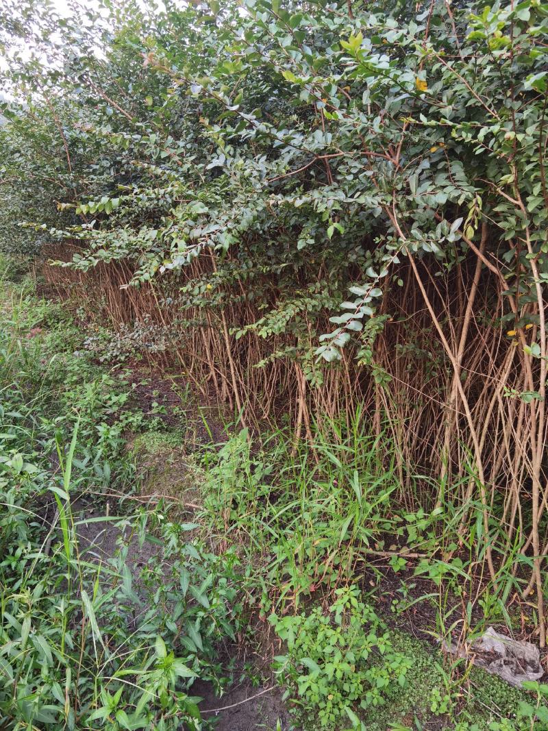 精品紫薇苗基地直供欢迎选购品质保证
