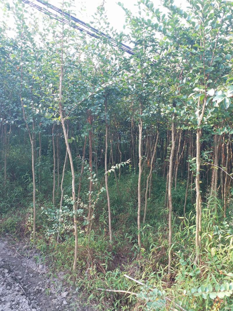 精品紫薇苗基地直供欢迎选购品质保证