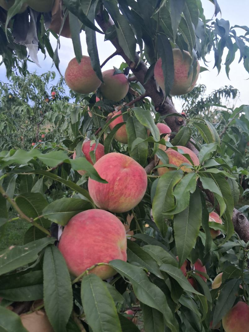 蓬莱仙桃8月28日开始上市，全程套纸袋绿色食品标准管理