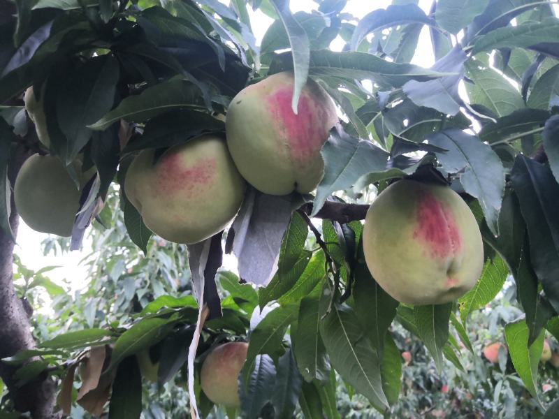 蓬莱仙桃8月28日开始上市，全程套纸袋绿色食品标准管理