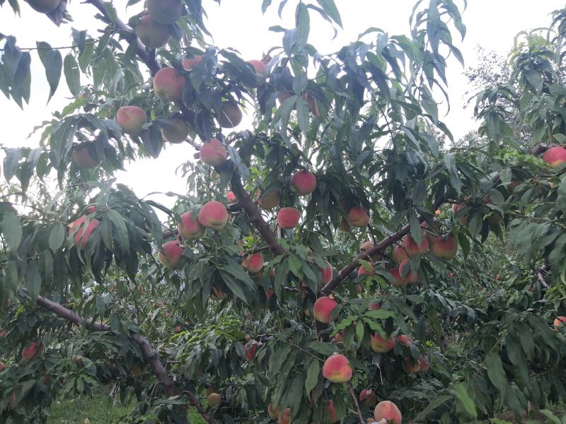 蓬莱仙桃8月28日开始上市，全程套纸袋绿色食品标准管理