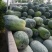 酥梨