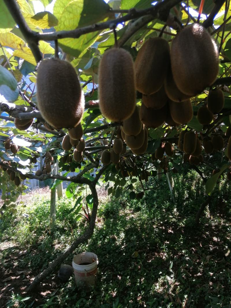 贵州省清镇市麦格乡金丰顺猕猴桃果木有公司