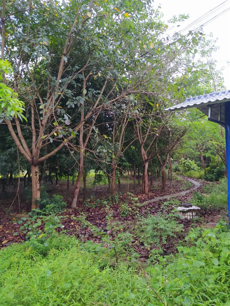 黄葛树20-50公分大量现货