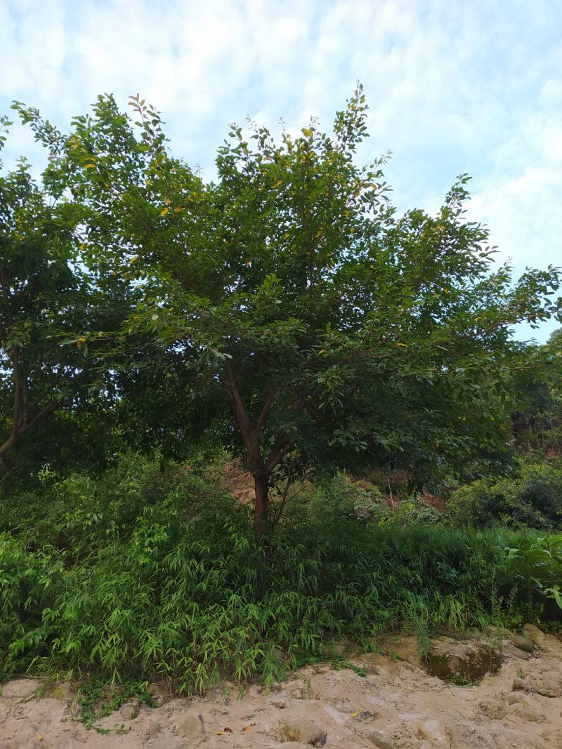 黄葛树20-50公分大量现货