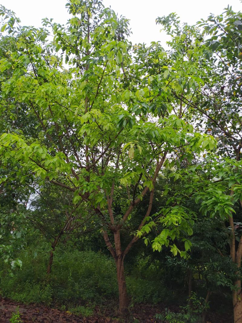 黄葛树20-50公分大量现货