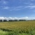 盘锦自家稻田河蟹