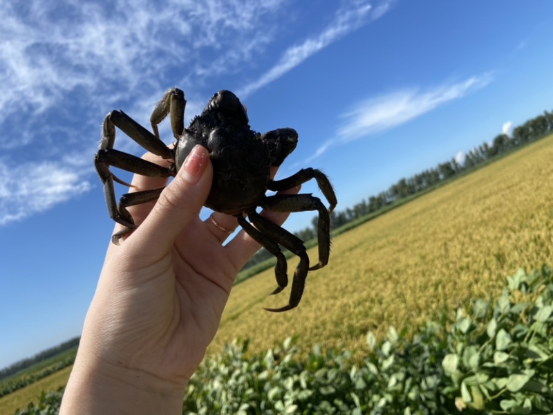 盘锦自家稻田河蟹