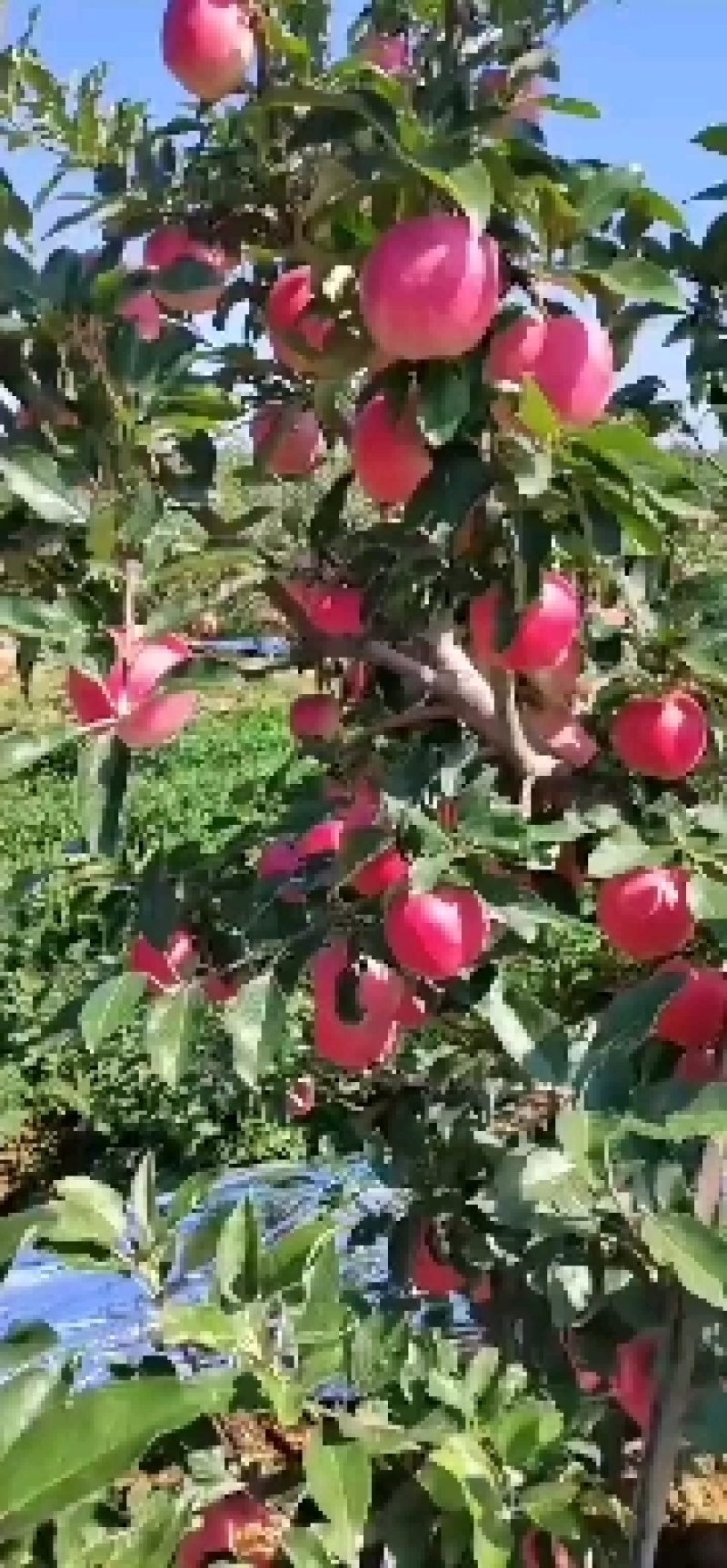 绥中嘎啦苹果货源充足，产地直供，欢迎各地客商前来选购