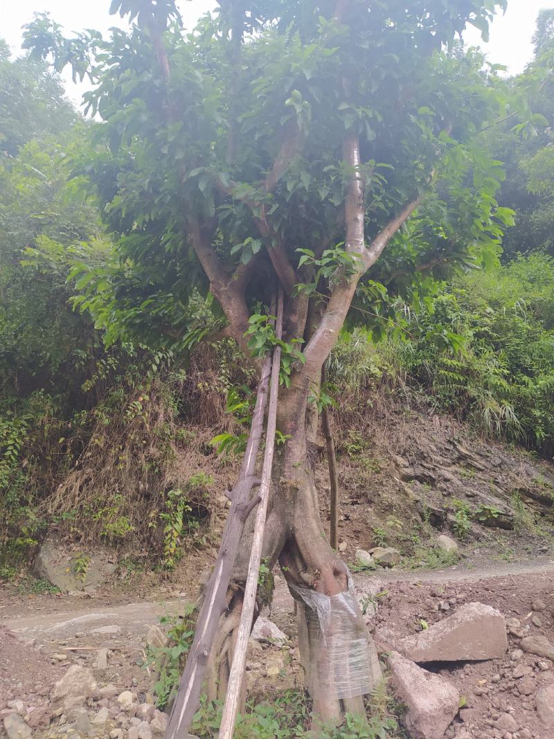 黄葛树20-50公分大量现货