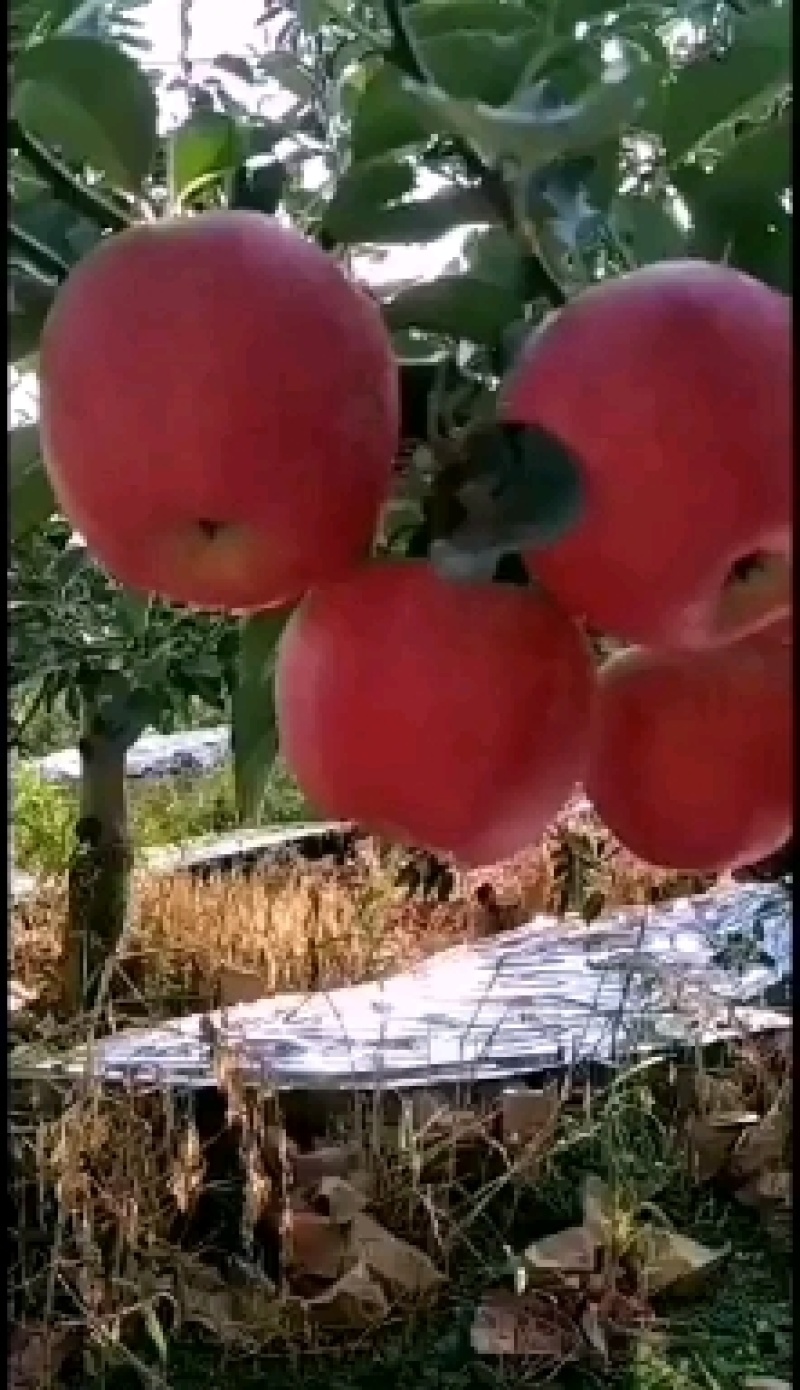 绥中嘎啦苹果货源充足，产地直供，欢迎各地客商前来选购
