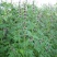 精选野生益母草中药材原基地直发益母草切断全草中草药