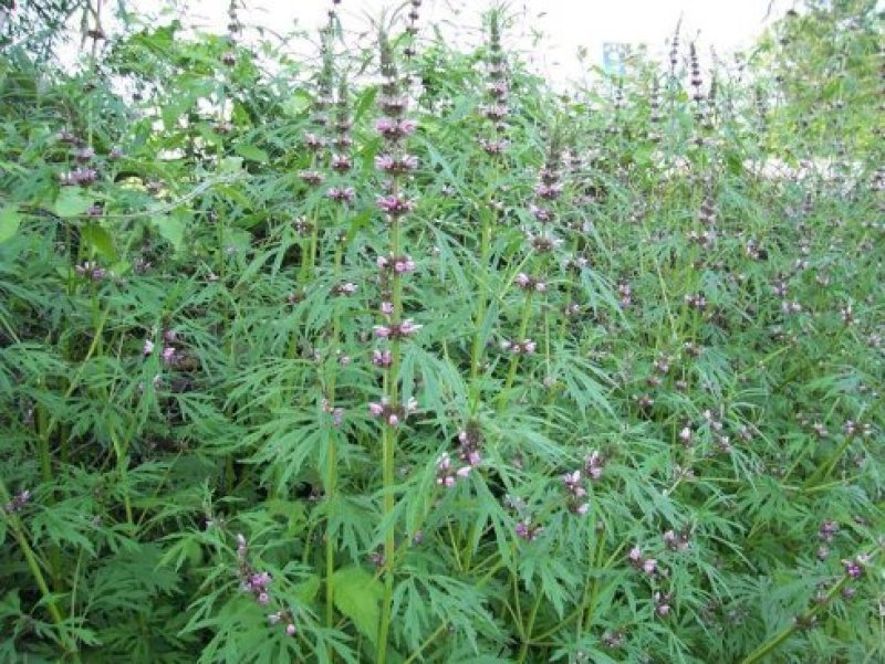 精选野生益母草中药材原基地直发益母草切断全草中草药