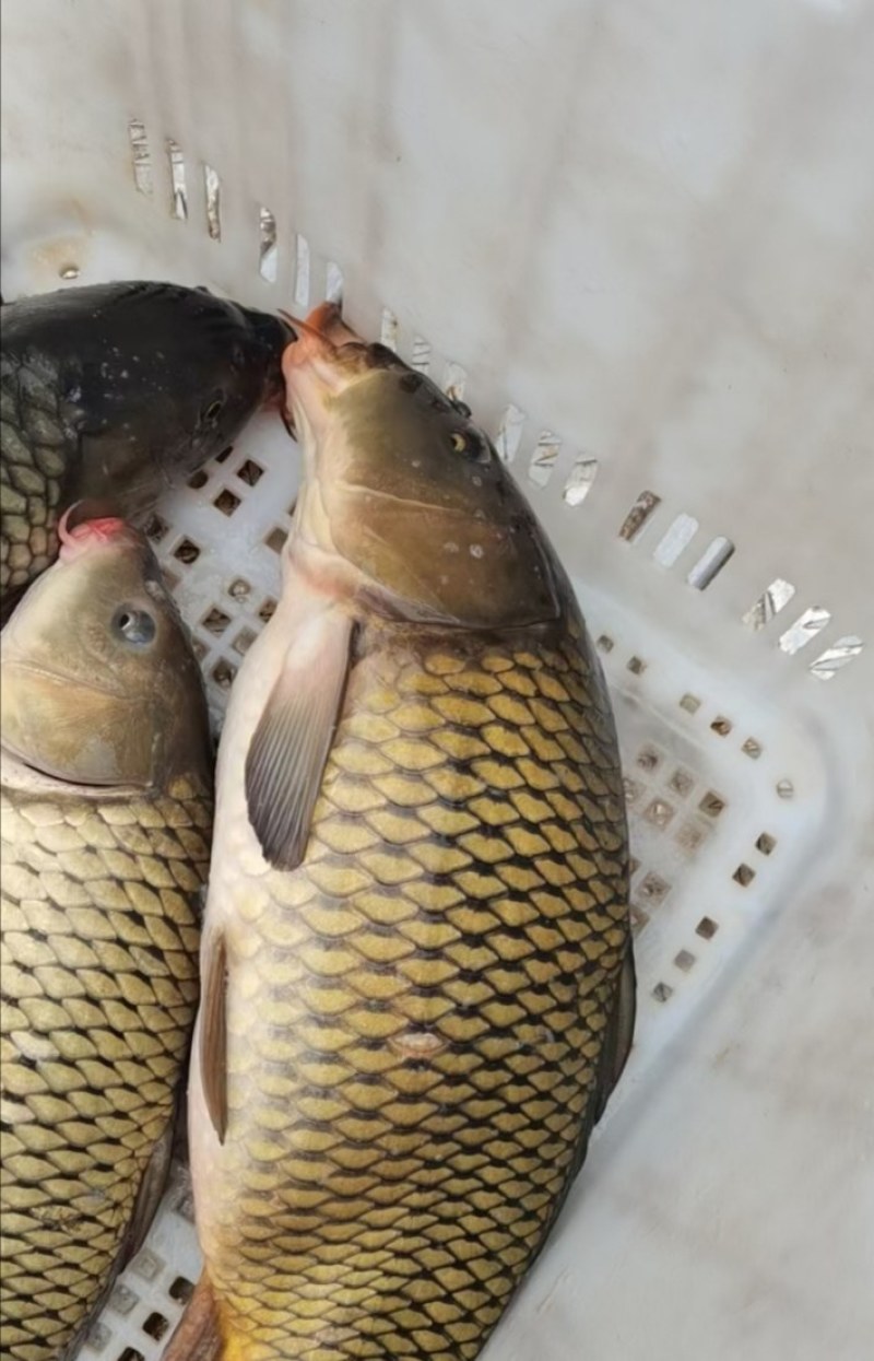 贵州鲤鱼供应