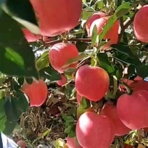 绥中嘎啦苹果货源充足，产地直供，欢迎各地客商前来选购