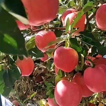 绥中嘎啦苹果货源充足，产地直供，欢迎各地客商前来选购