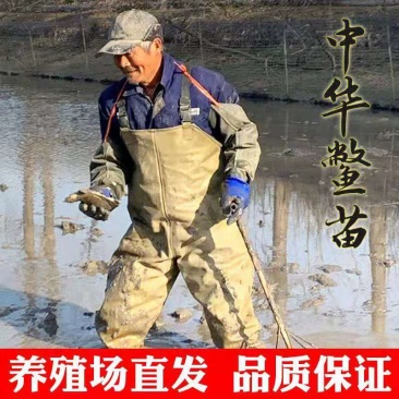 甲鱼苗，麻辣甲鱼卤甲鱼专用，可以杀好，冷冻发货，长期供货