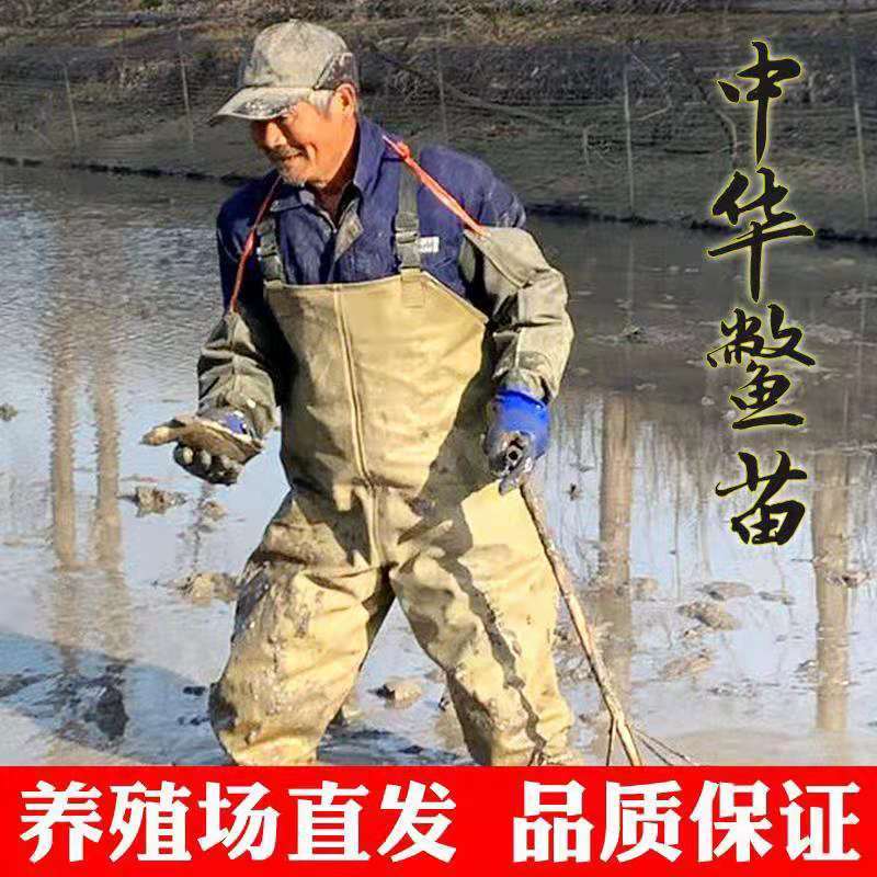甲鱼苗，麻辣甲鱼卤甲鱼专用，可以杀好，冷冻发货，长期供货